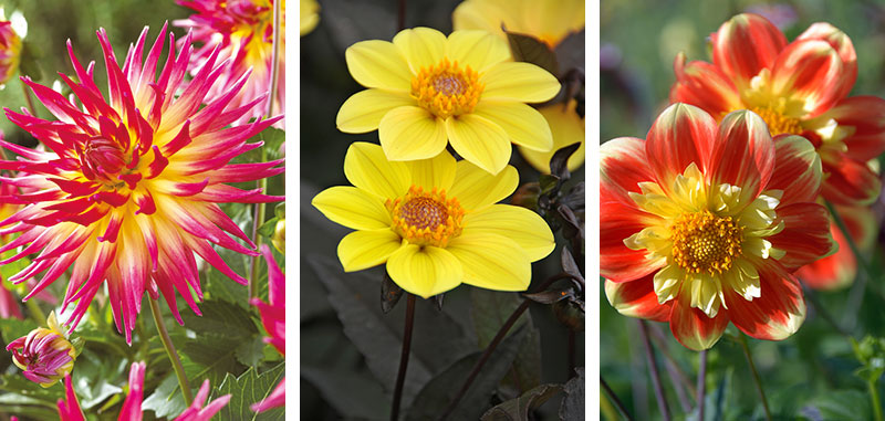 kaktusdahlia enkellommande dahlia halskråsdahlia